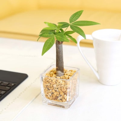 土を使わない清潔なミニ観葉植物 ゼオライト植え・ガラス鉢 キューブ形 2鉢 (パキラのみ)