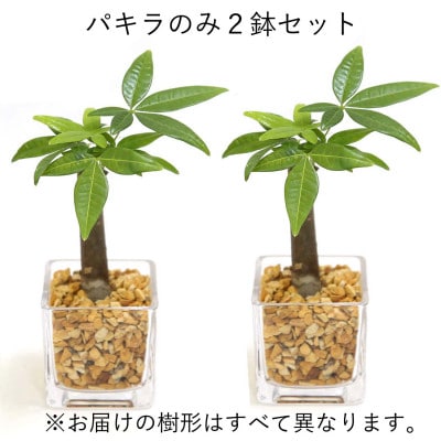 土を使わない清潔なミニ観葉植物 ゼオライト植え・ガラス鉢 キューブ形 2鉢 (パキラのみ)