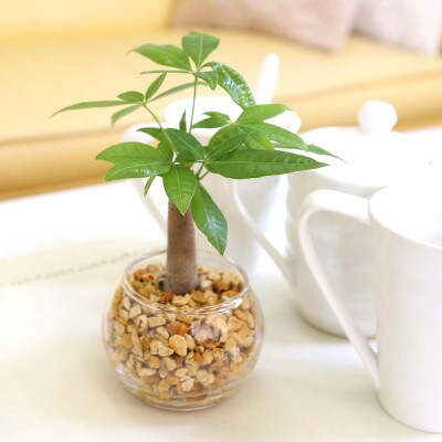 土を使わないで清潔なミニ観葉植物 ゼオライト植え・ガラス鉢 丸形 2鉢セット(パキラのみ)