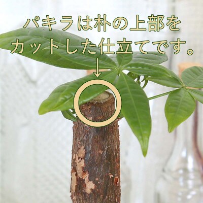 土を使わないで清潔なミニ観葉植物 ゼオライト植え・ガラス鉢 丸形 2鉢セット(パキラのみ)