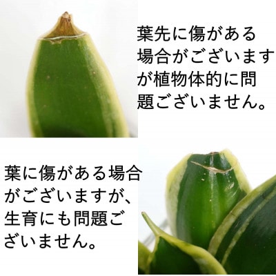 土を使わない清潔なミニ観葉植物 ゼオライト植え・ガラス鉢 スクエア形 2鉢(サンスベリアのみ)