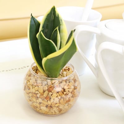 土を使わないで清潔なミニ観葉植物 ゼオライト植え・ガラス鉢 丸形 2鉢セット(サンスベリアのみ)