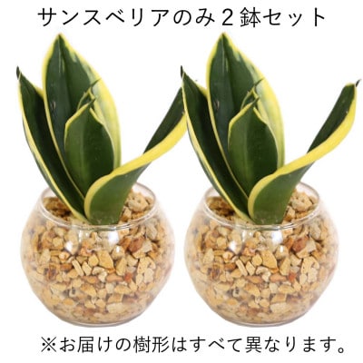 土を使わないで清潔なミニ観葉植物 ゼオライト植え・ガラス鉢 丸形 2鉢セット(サンスベリアのみ)
