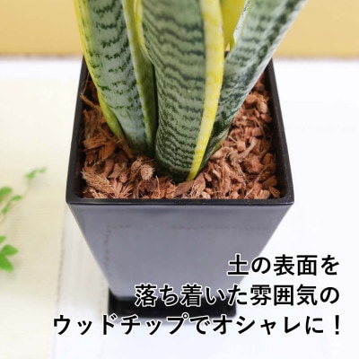 サンスベリア 5号 ブラックスクエアプラスチック鉢 土の表面:ウッドチップ
