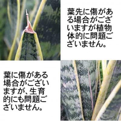 サンスベリア 5号 ブラック丸プラスチック鉢 土の表面:ウッドチップ