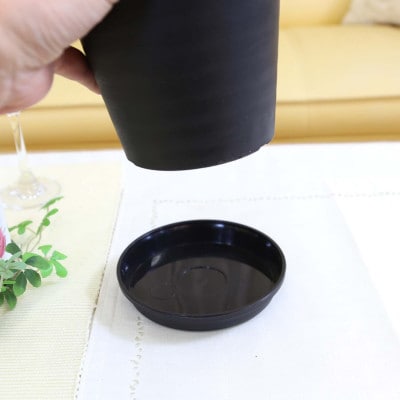 サンスベリア 5号 ブラック丸プラスチック鉢 土の表面:ウッドチップ