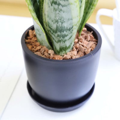 サンスベリア 5号 ブラック丸プラスチック鉢(Bowl)土の表面:ウッドチップ