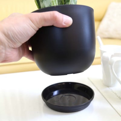 サンスベリア 5号 ブラック丸プラスチック鉢(Bowl)土の表面:ウッドチップ