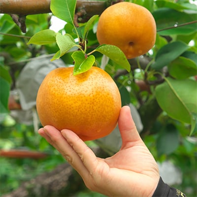冬の果実　『愛宕梨』約5kg