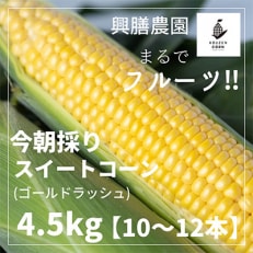 期間限定!興膳農園の朝採りスイートコーン【ゴールドラッシュ】約4.5kg 10～12本前後