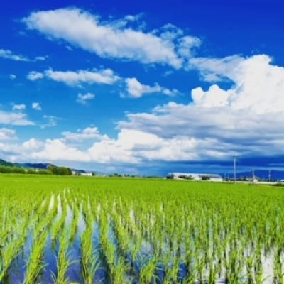 令和5年産　特別栽培米　無洗米10kg【5kg×2袋】夢つくし/元気つくし