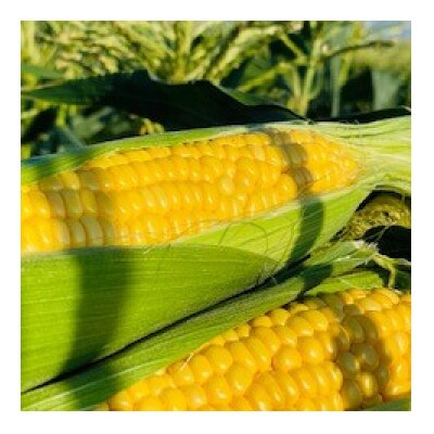 まるごととうもろこジャム☆3個セット