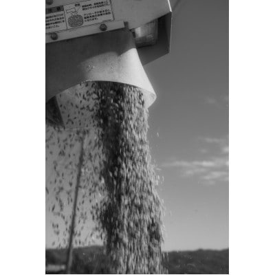 令和7年産 身体にやさしいお米【栽培期間中、農薬・化学肥料を一切使わず育てたお米】農家直送致します