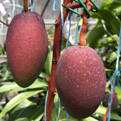 マンゴー(アップルマンゴー)約1kg