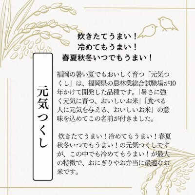 【無洗米】元気つくし 《真空パック》20kg(1kg×20本) 福岡県産(筑前町)