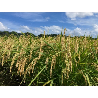 【令和6年産】　福岡県産金のめし丸元気つくし　5kg(5kg×1袋)