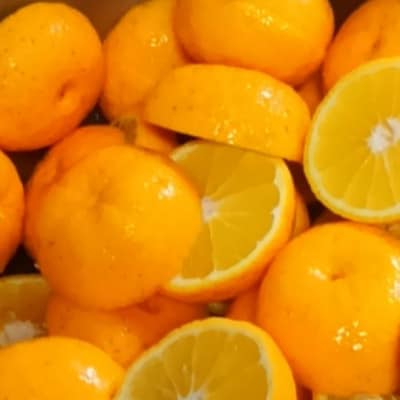 夜須高原産 香酸柑橘 木酢(きず)　青果2.5kg(段ボール箱入りバラ)
