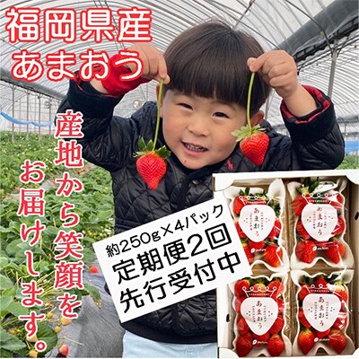 2023年3月発送開始『定期便』「イチゴの王様」目指す福岡県産あまおう250g×4パック全2回