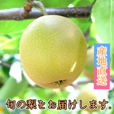 【筑前町産】産地直送　旬の梨(約5kg)