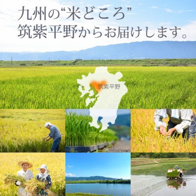 福岡県産「元気つくし」5kg×2袋 [10kg] [白米](筑前町)