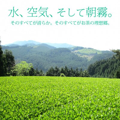 奥八女星野村 深蒸し高級煎茶(深蒸し茶)100g×1袋(筑前町)