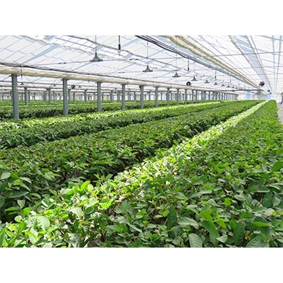 【鹿児島県出水市産】出水農産グァバ茶「快然王」4袋セット