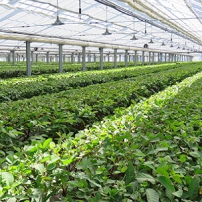 【鹿児島県出水市産】出水農産グァバ茶「快然王」4袋セット