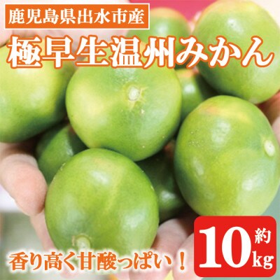 極早生温州みかん【10kg】