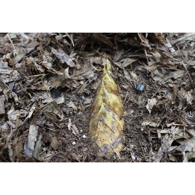 早掘りタケノコ2kg(出水市)