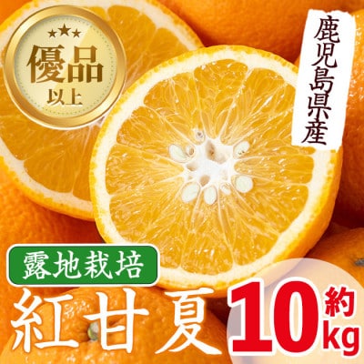 紅甘夏【10kg】_I047