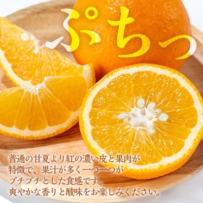 紅甘夏【10kg】_I047