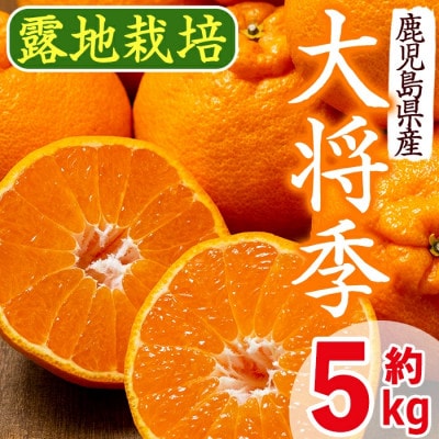 出水市特産!大将季(露地)5kg_I523