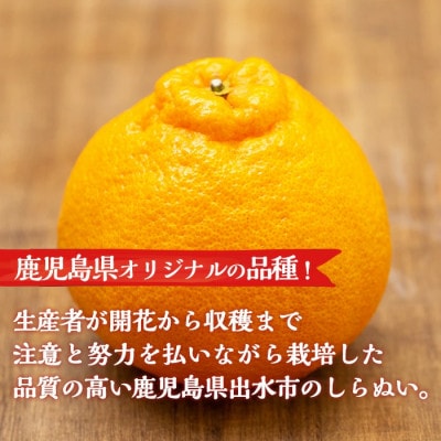 出水市特産!大将季(露地)5kg_I523