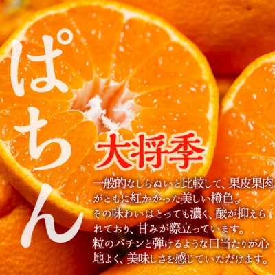 出水市特産!大将季(露地)5kg_I523