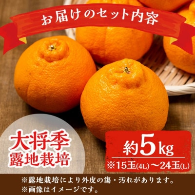 出水市特産!大将季(露地)5kg_I523