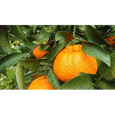 鹿児島県出水市産　不知火　約2kg