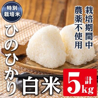 特別栽培米(ひのひかり)【精米】5kg