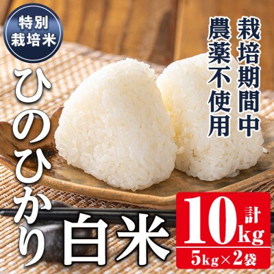 特別栽培米(ひのひかり)【精米】10kg