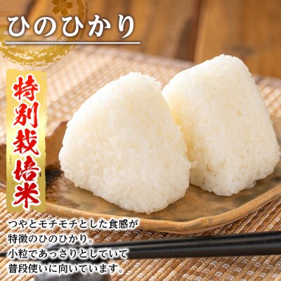 特別栽培米(ひのひかり)【精米】10kg