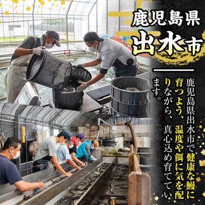 鹿児島県産 うなぎ蒲焼　3尾(約220g×3)_I1078-B