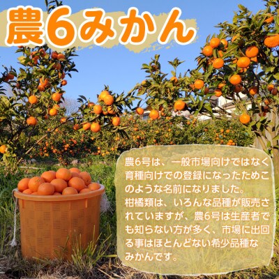 農6みかん　約10キロ_I593