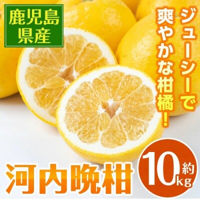 河内晩柑　約10Kg