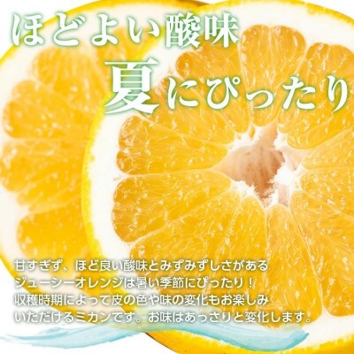 河内晩柑　約10Kg