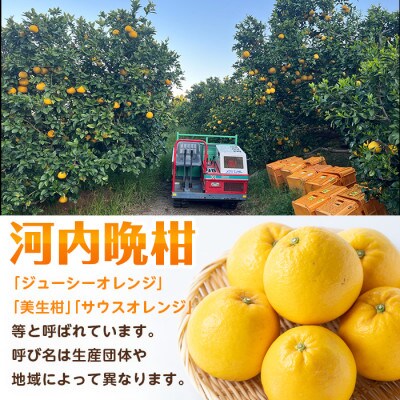 河内晩柑　約10Kg