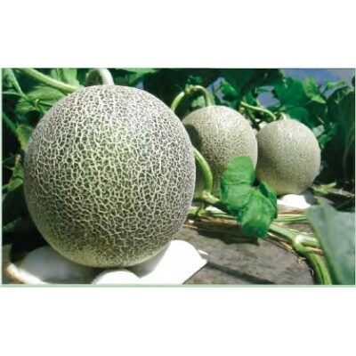 山形県河北町産タカミメロン約5 0kg 4玉 5玉 A お礼品詳細 ふるさと納税なら さとふる