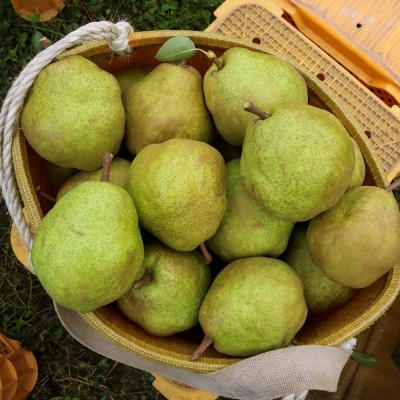 【令和7年産】洋梨「ラ・フランス」 秀以上 3kg【かほくらし社】