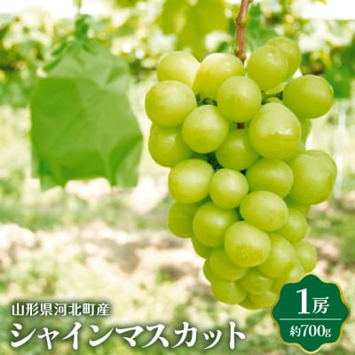 【令和7年産】シャインマスカット 700g(1房) 山形県河北町産【JAさがえ西村山】
