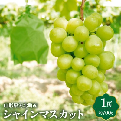 【令和7年産】シャインマスカット 700g(1房) 山形県河北町産【JAさがえ西村山】