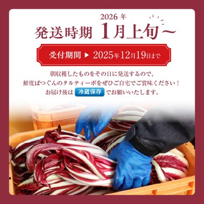 【イタリア野菜1kg・レシピ付き】トレヴィーゾ・タルティーボ 5～8株入り 山形県河北町産