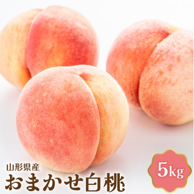 【令和8年産】おまかせ白桃 5kg【JAさがえ西村山】